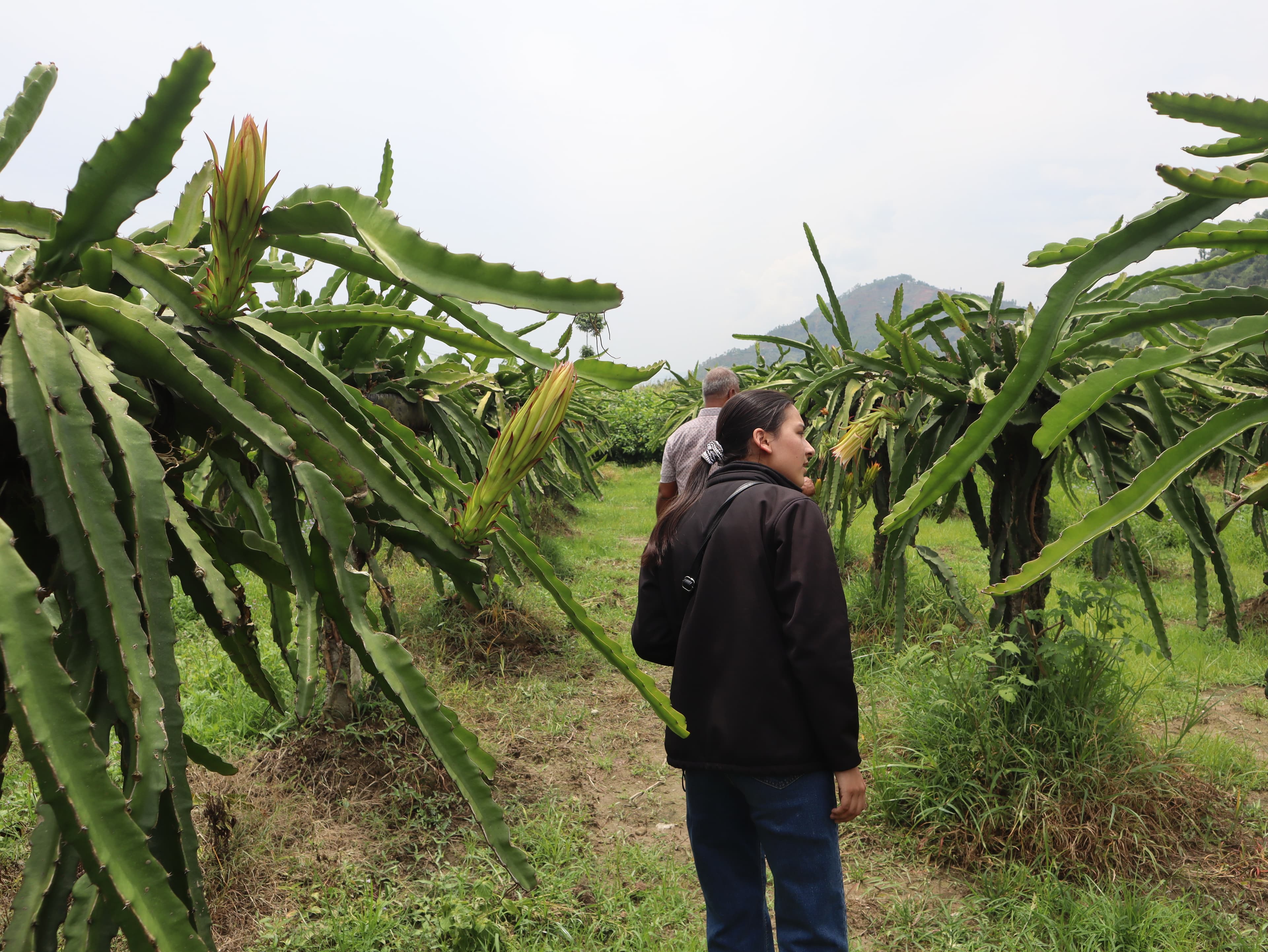 Agroforestry